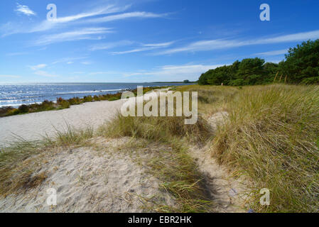 Dünen am Strand von Holmhaellar auf Gotland, Schweden, Naturschutzgebiet Holmhaellar, Gotland Stockfoto