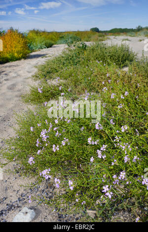 Europäischen Searocket, Meer-Rakete (Cakile Maritima), Dünen am Sandstrand od Holmhaellar auf Gotland, Schweden, Gotland, Naturschutzgebiet Holmhaellar Stockfoto