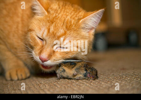 Rötelmaus (Clethrionomys Glareolus, Myodes Glareolus), tote Maus mit Cat indoor, Deutschland, Rheinland-Pfalz Stockfoto