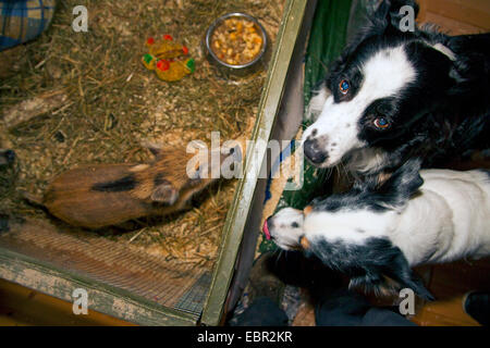 Wildschwein, Schwein, Wildschwein (Sus Scrofa), zwei Hunde und eine Shoat mustert oben miteinander, Deutschland Stockfoto