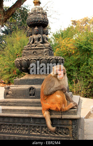 Rhesus-Affen, Rhesus Macacque (Macaca Mulatta), sitzt auf einem Buddhistical Tempelkomplex, Nepal, Kathmandu, Gothauli Stockfoto