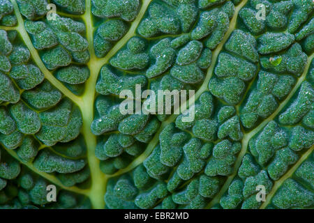 Wirsing (Brassica Oleracea Convar. Capitata var. Sabauda), Detail von einem Kohlblatt Stockfoto