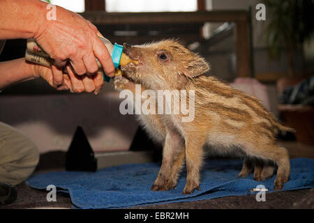 Wildschwein, Schwein, Wildschwein (Sus Scrofa), zwei Ferkel sind aufgewachsen auf der Flasche, Deutschland Stockfoto