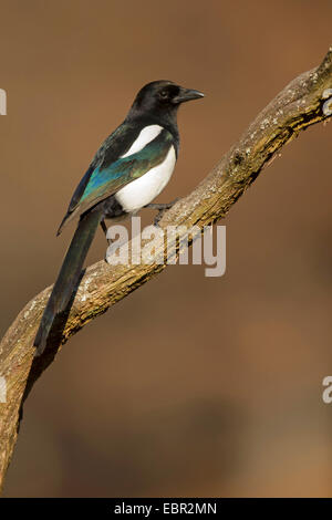 Schwarz-billed Elster (Pica Pica), auf einem Ast, Deutschland, Rheinland-Pfalz Stockfoto