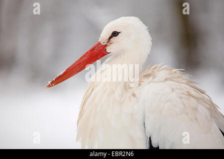 Weißstorch (Ciconia Ciconia), Portrait im Schnee, Deutschland, Hessen Stockfoto