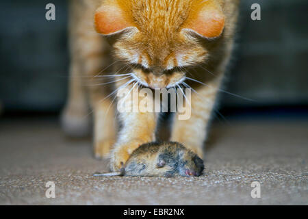 Rötelmaus (Clethrionomys Glareolus, Myodes Glareolus), tote Maus und Katze indoor, Deutschland, Rheinland-Pfalz Stockfoto