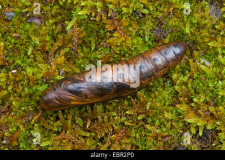 Liguster Hawkmoth (Sphinx Ligustri), Puppe auf Moos, Deutschland, Rheinland-Pfalz Stockfoto