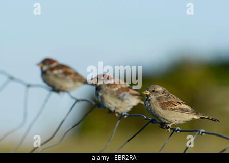 Haussperling (Passer Domesticus), drei Spatzen auf einem Zaun, Schweden, Oeland Stockfoto