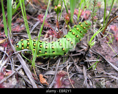 Kaiser-Motte (Saturnia Pavonia, Eudia Pavonia), Raupe auf dem Boden zwischen Drosera, Deutschland, Nordrhein-Westfalen Stockfoto