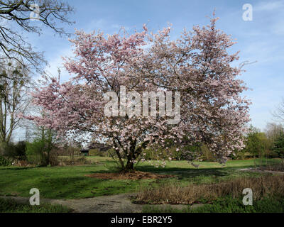 Sargent Cherry, Sargents-Kirsche (Prunus Sargentii 'Accolade', Prunus Sargentii Auszeichnung), Sorte Accolde Stockfoto