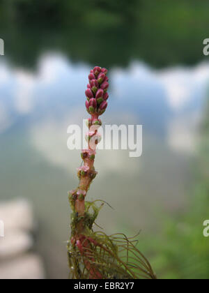 Eurasische Wasser-Schafgarbe, versetzt Wasser-Schafgarbe (Tausendblatt Spicatum), Blütenstand mit offenen weiblichen Blüten, Deutschland, Nordrhein-Westfalen Stockfoto