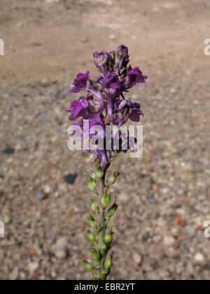 Mehrjährige Löwenmaul, lila Leinkraut (Linaria Purpurea), Blütenstand, Deutschland, Nordrhein-Westfalen Stockfoto