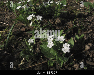 Navelwort, blau – Eyed Mary (Omphalodes Verna 'Alba', Omphalodes Verna Alba), Alba, blühende Sorte Stockfoto