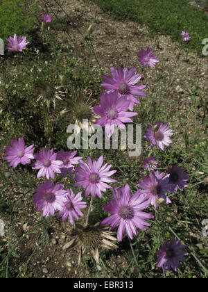 Gemeinsamen Strohblume (Xeranthemum Annuum), blühen Stockfoto