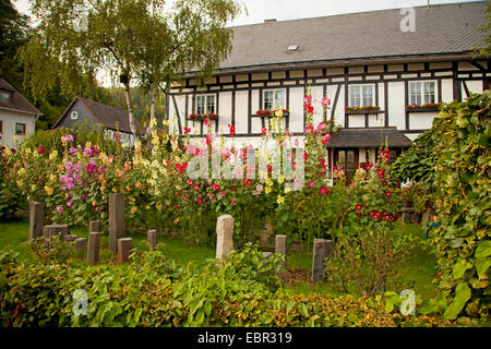 Holly Hock, Stockrose (Alcea Rosea, Althaia Rosea), Holly Sprunggelenke vor einem Fachwerk-Haus, Deutschland, Rheinland-Pfalz, Niederfischbach Stockfoto