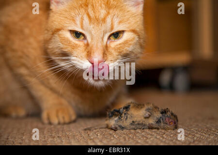 Rötelmaus (Clethrionomys Glareolus, Myodes Glareolus), Katze mit toten Maus indoor, Deutschland, Rheinland-Pfalz Stockfoto