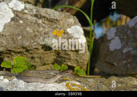 Schlingnatter (Coronella Austriaca), glatte junge Schlange, Schweden, Gotland Stockfoto