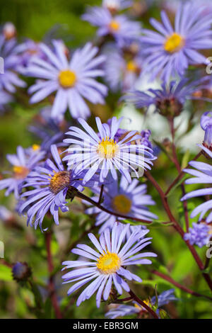 Italienische Aster, italienische Hahnenfußgewächse, Europäische Bergaster (Aster Amellus), blühen, Deutschland Stockfoto