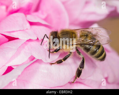 Honigbiene, Bienenkorb Biene (Apis Mellifera Mellifera), sitzen auf einer Rosenblüte, Deutschland Stockfoto