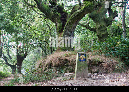 Eiche (Quercus spec.), Jakobsweg, Richtung unterzeichnen neben dem alten knorrige Eichen auf dem Weg von Fontearcuda nach Furela, Spanien, Galicien, Lugo Stockfoto