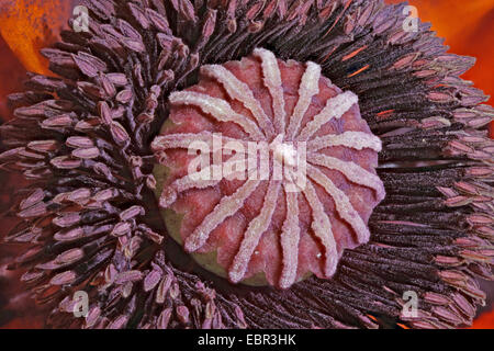 Orientalische Mohn (Papaver Orientale), Makroaufnahme Ausdauer und Stempel Stockfoto