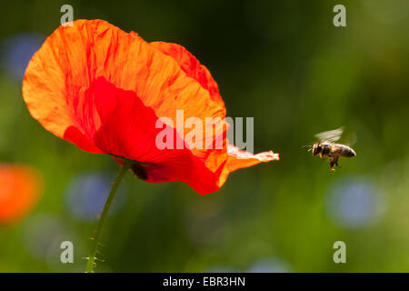 Gemeinsamen Mohn, Klatschmohn, roter Mohn (Papaver Rhoeas), Biene nähert sich Mohnblume, Deutschland Stockfoto