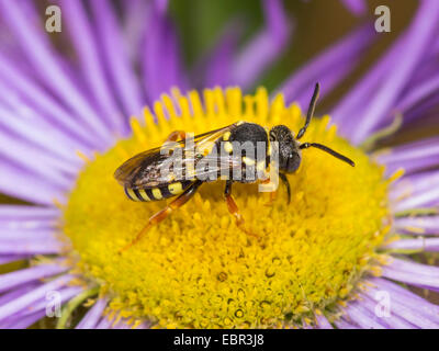 Kuckuck Biene (Nomada Flavopicta), männliche Futtersuche auf Erigeron Annuus, Deutschland Stockfoto