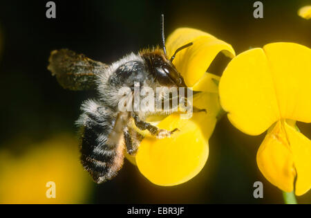 Leafcutter Biene (Megachile Willughbiella), weibliche Futtersuche auf Vogel's – Foot Trefoil (Lotus Corniculatus). Deutschland Stockfoto