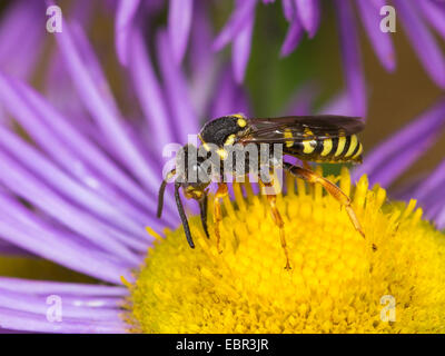 Kuckuck Biene (Nomada Flavopicta), männliche Futtersuche auf Erigeron Annuus, Deutschland Stockfoto