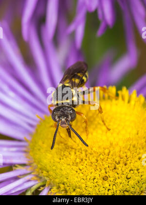 Kuckuck Biene (Nomada Flavopicta), männliche Futtersuche auf Erigeron Annuus, Deutschland Stockfoto