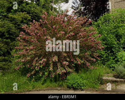 Crimson Weigela (Weigela Edelrosen), blühenden Busch, Deutschland Stockfoto