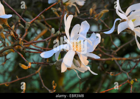 Stern-Magnolie (Magnolia Stellata), Blume Stockfoto