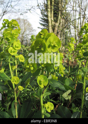 Holz-Wolfsmilch (Euphorbia Amygdaloides), blühen, Deutschland Stockfoto