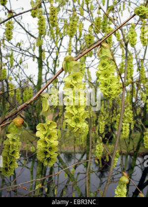 Kahlen Winter Hazel (Corylopsis Glabrescens), blühen Stockfoto