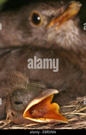 Amsel (Turdus Merula), mit hungrigen Küken, Österreich Stockfoto