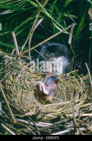 Alten Welt Wasser Spitzmaus, nördlichen Spitzmaus, eurasische Wasser Spitzmaus (Neomys Fodiens), Jagd auf ein Küken, Deutschland Stockfoto