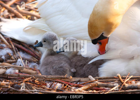 Höckerschwan (Cygnus Olor), mit zwei Küken auf dem Nest, Schweiz, Sankt Gallen Stockfoto