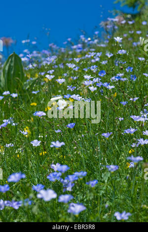 Berg Flachs (Linum Alpinum), blühen in einer Wiese, Schweiz Stockfoto