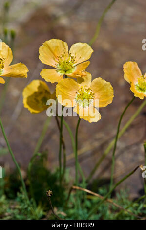 Alpine Mohn (Papaver Alpinum), blühen, Schweiz, Berner Oberland Stockfoto