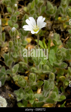 Alpine Hornkraut, alpine Vogelmiere (Cerastium Alpinum SSP. Lanatum), blühen, Deutschland Stockfoto