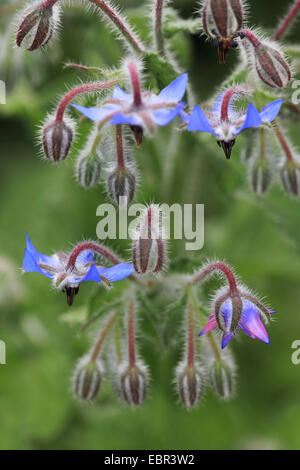 gemeinsamen Borretsch (Borrango Officinalis), Blütenstand Stockfoto