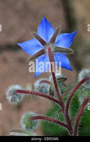 gemeinsamen Borretsch (Borrango Officinalis), Blume, von der Rückseite Stockfoto