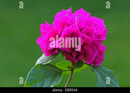 Papierfabrik, Four-o'clock (Bougainvillea spec.), Blütenstand Stockfoto