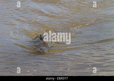 Amerikanisches Krokodil (Crocodylus Acutus), Schwimmen, Costa Rica, Rio Tarcoles Stockfoto