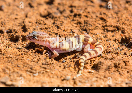 westlichen gebänderten Gecko (Coleonyx Variegatus), auf dem Boden, USA, Arizona, Phoenix Stockfoto