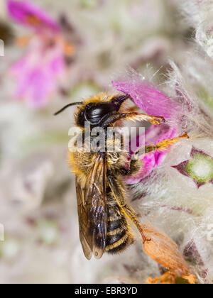 Leafcutter Biene (Megachile Willughbiella), nass männlich auf Niederwendischen Byzantina, Deutschland Stockfoto