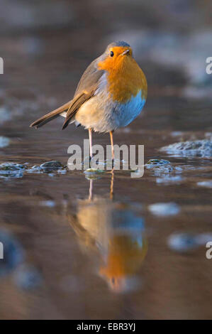 Rotkehlchen (Erithacus Rubecula), stehen in einem Bach, Deutschland, Bayern, Isental Stockfoto