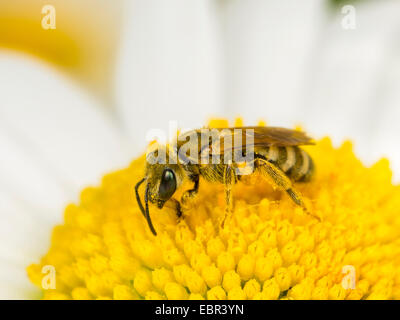 Schweiß der Biene (Halictus Confusus), weibliche Futtersuche auf Futtersuche auf Oy-Eye Daisy (Leucanthemum Vulgare), Deutschland Stockfoto