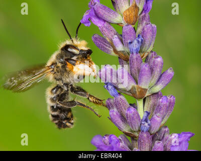 Leafcutter Biene (Megachile Willughbiella), männliche auf englischer Lavendel Blume (Lavandula Angustifolia), Deutschland Stockfoto