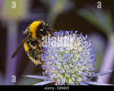 Seeadler Hummel (Bombus Lucorum), Arbeiter, die Nahrungssuche auf Eryngium Planum, Deutschland Stockfoto